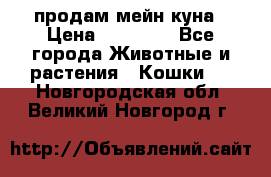 продам мейн куна › Цена ­ 15 000 - Все города Животные и растения » Кошки   . Новгородская обл.,Великий Новгород г.